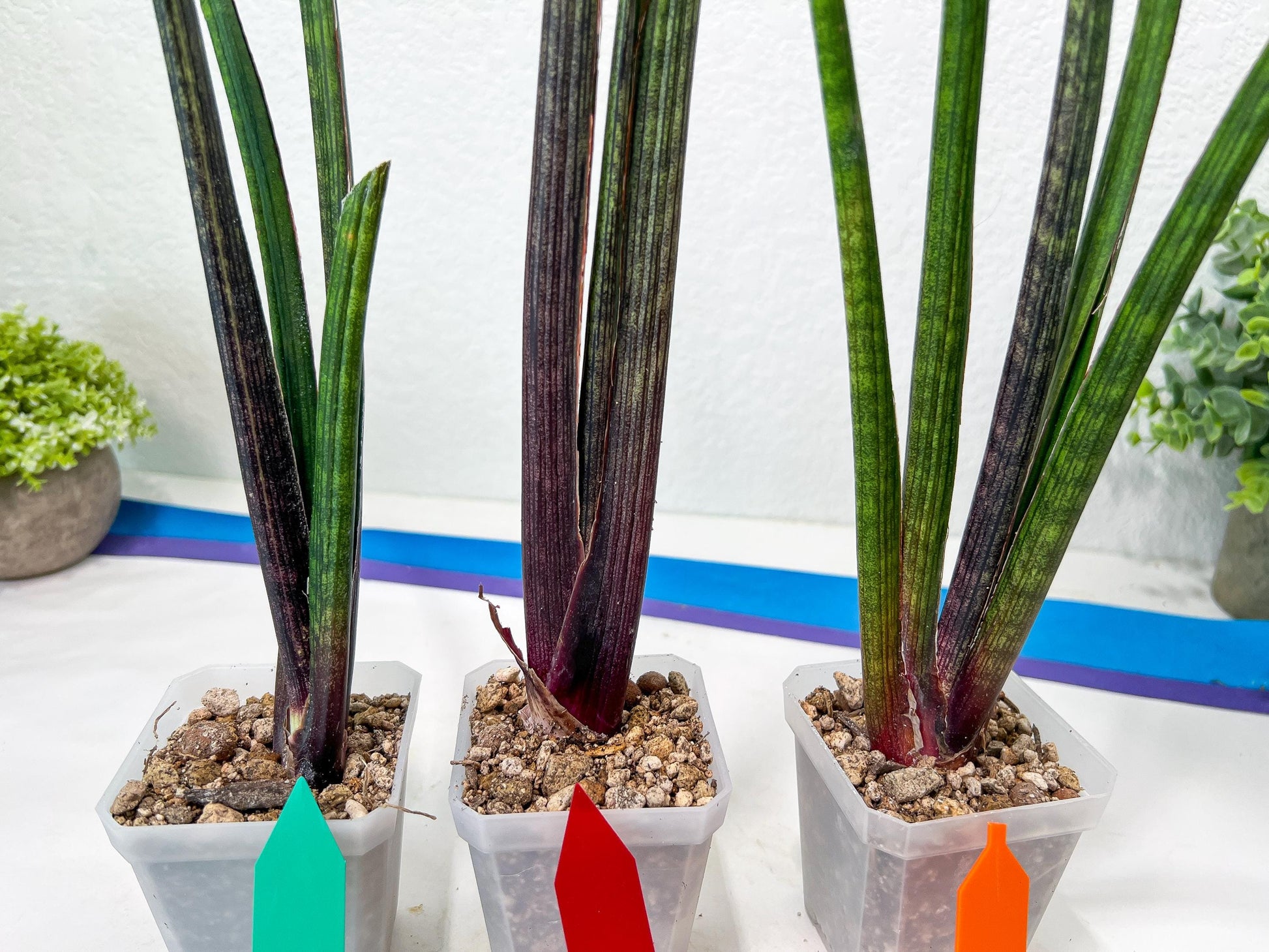 Sansevieria Tornadus (B3.2) | New Hybrids Imported