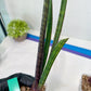 Sansevieria Tornadus (B3.2) | New Hybrids Imported