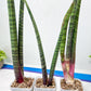 Sansevieria Nana Chub (B3) | New Hybrids Imported
