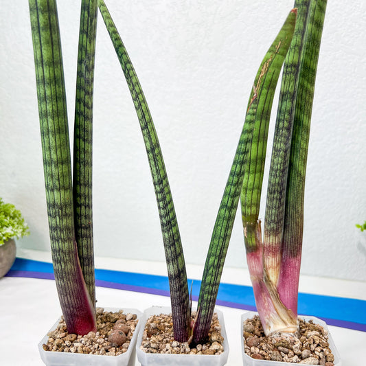 Sansevieria Nana Chub (B3) | New Hybrids Imported