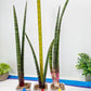 Sansevieria Nana Chub (B3) | New Hybrids Imported