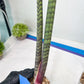 Sansevieria Nana Chub (B3) | New Hybrids Imported