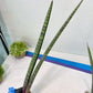 Sansevieria Nana Chub (B3) | New Hybrids Imported