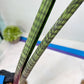 Sansevieria Nana Chub (B3) | New Hybrids Imported