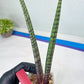 Sansevieria Nana Chub (B3) | New Hybrids Imported