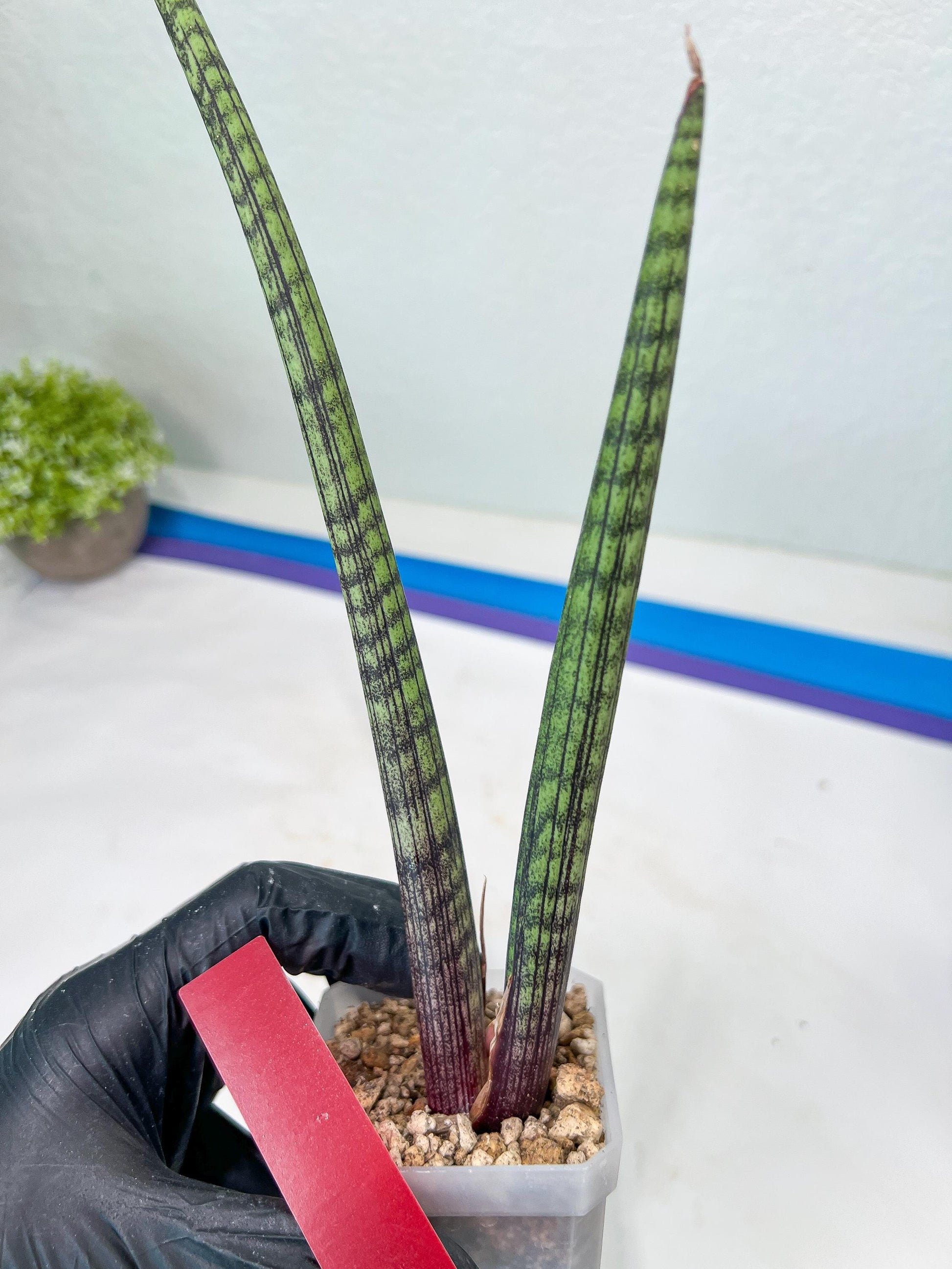 Sansevieria Nana Chub (B3) | New Hybrids Imported