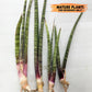 Sansevieria Nana Chub (B3) | New Hybrids Imported