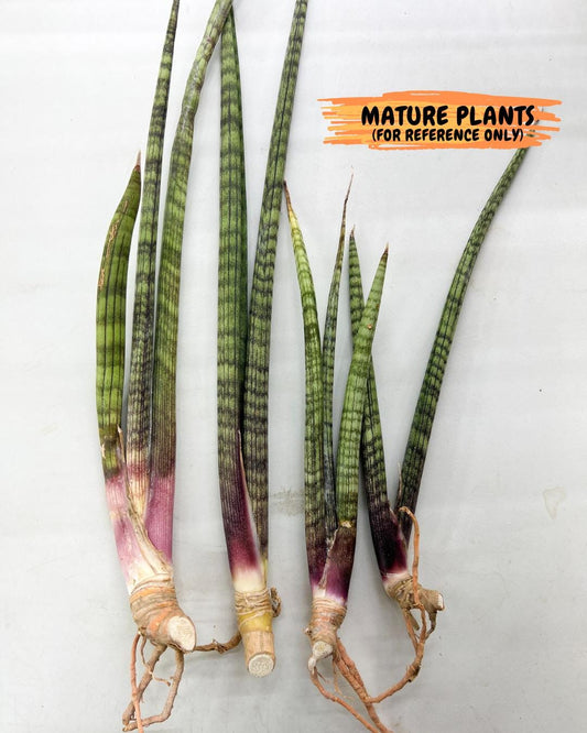 Sansevieria Nana Chub (B3) | New Hybrids Imported
