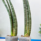 Sansevieria Pix Maro (B3) | New Hybrids Imported