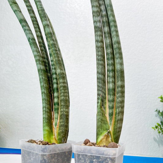 Sansevieria Pix Maro (B3) | New Hybrids Imported