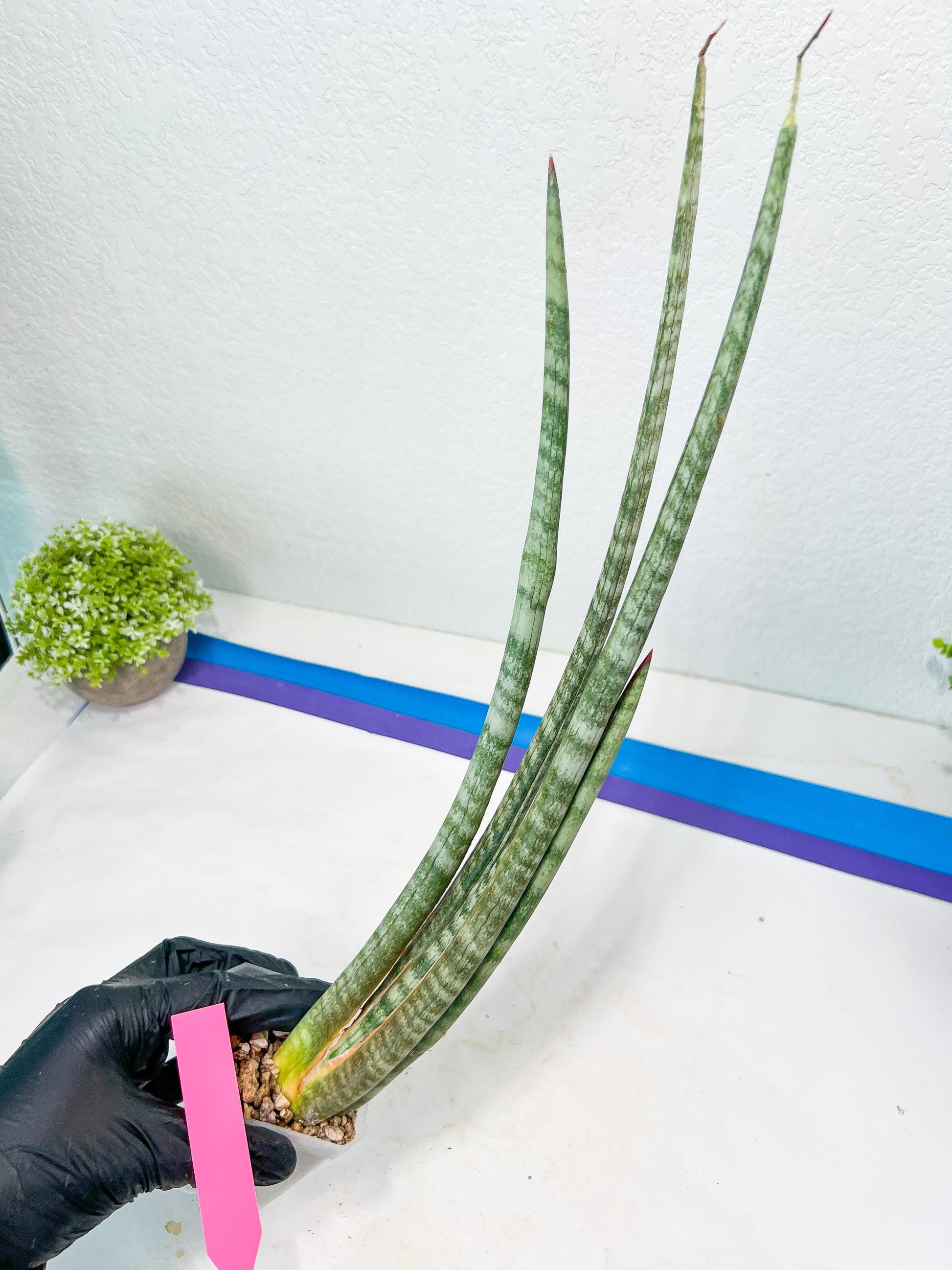 Sansevieria Pix Maro (B3) | New Hybrids Imported
