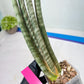 Sansevieria Pix Maro (B3) | New Hybrids Imported
