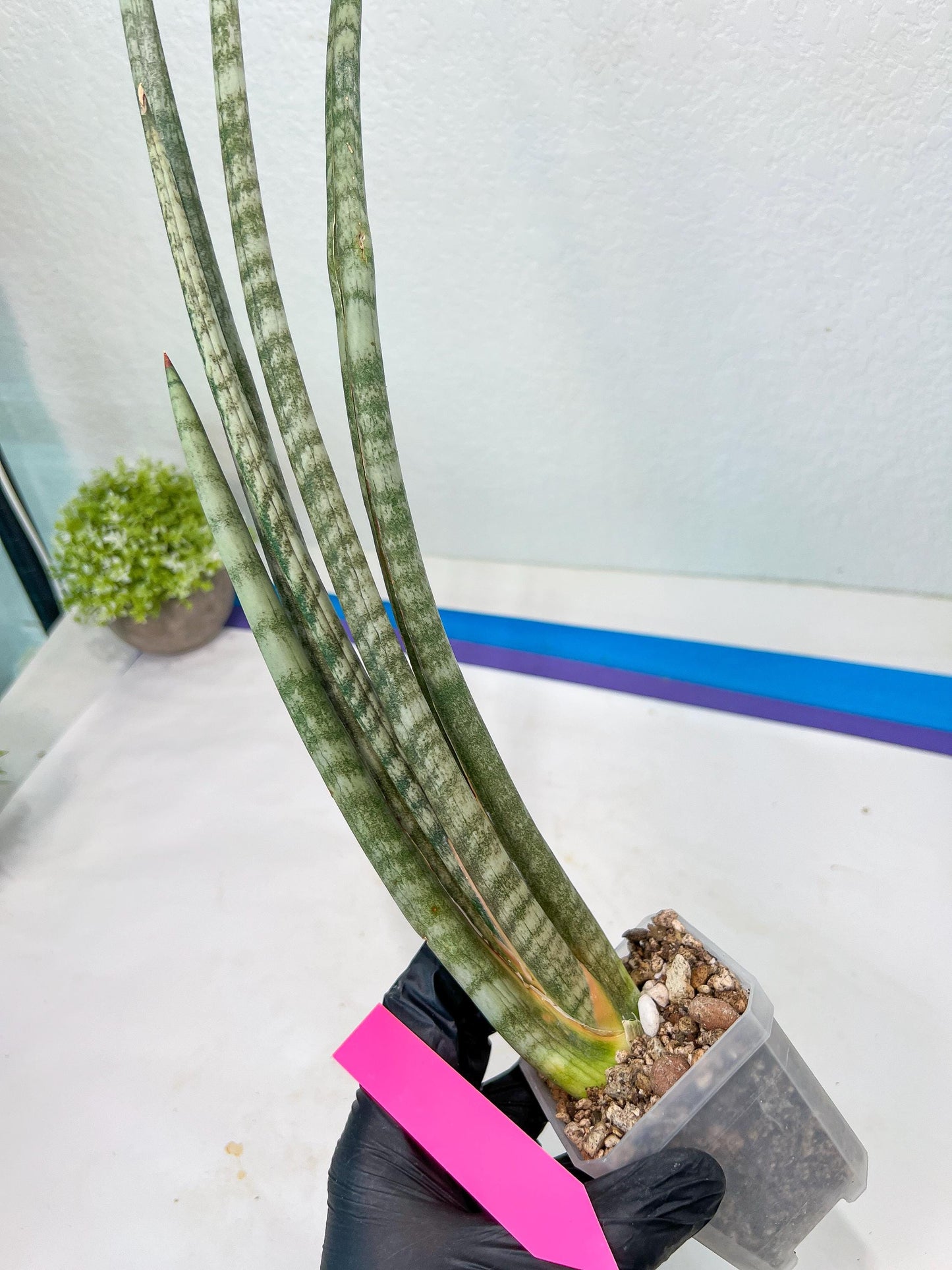 Sansevieria Pix Maro (B3) | New Hybrids Imported