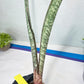 Sansevieria Rayquaza (B3) | New Hybrids Imported