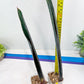 Sansevieria Dab Mud (B3) | New Hybrids Imported