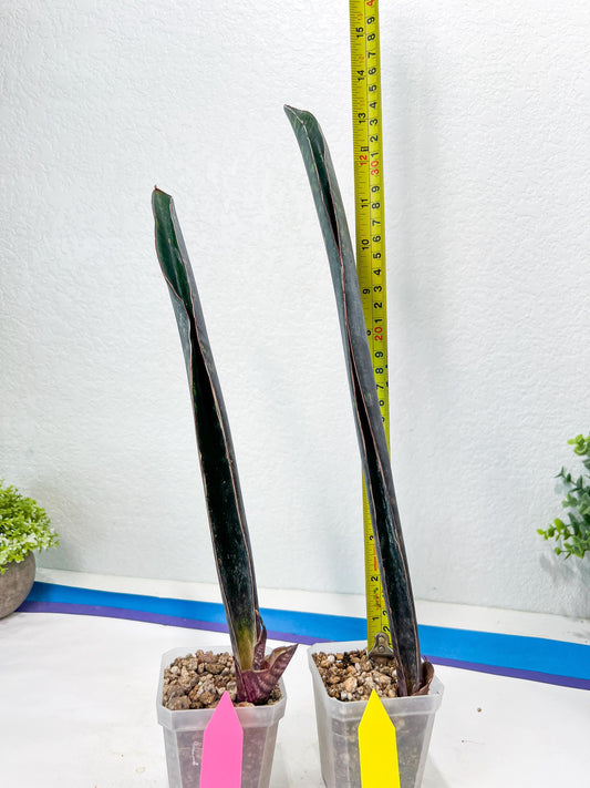 Sansevieria Dab Mud (B3) | New Hybrids Imported