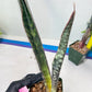 Sansevieria lila kniv Type 1 | Imported Plants | Hybrids Plants