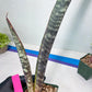 Sansevieria lila kniv Type 1 | Imported Plants | Hybrids Plants