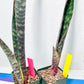 Sansevieria lila kniv Type 1 | Imported Plants | Hybrids Plants