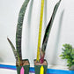 Sansevieria lila kniv Type 1 | Imported Plants | Hybrids Plants