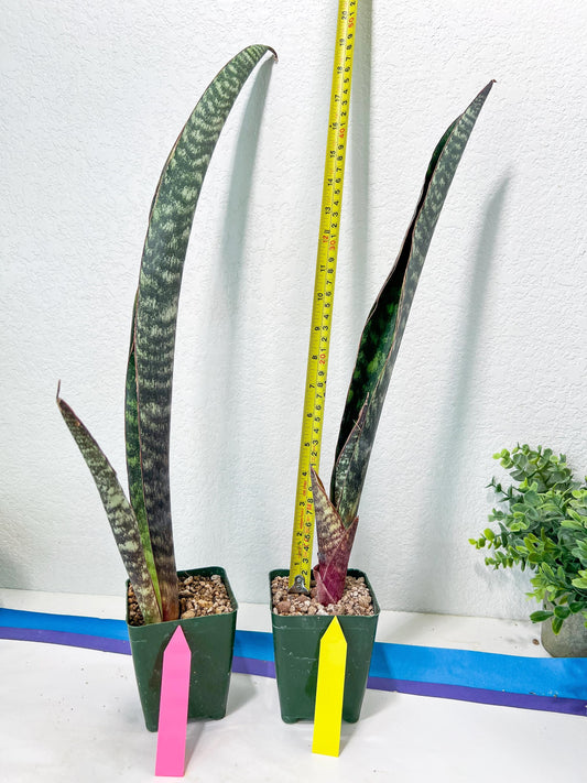 Sansevieria lila kniv Type 1 | Imported Plants | Hybrids Plants