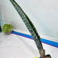 Sansevieria lila kniv Type 1 | Imported Plants | Hybrids Plants