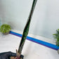 Sansevieria lila kniv Type 1 | Imported Plants | Hybrids Plants