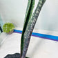Sansevieria Mystic Magenta | Imported Plants | Hybrids Plants