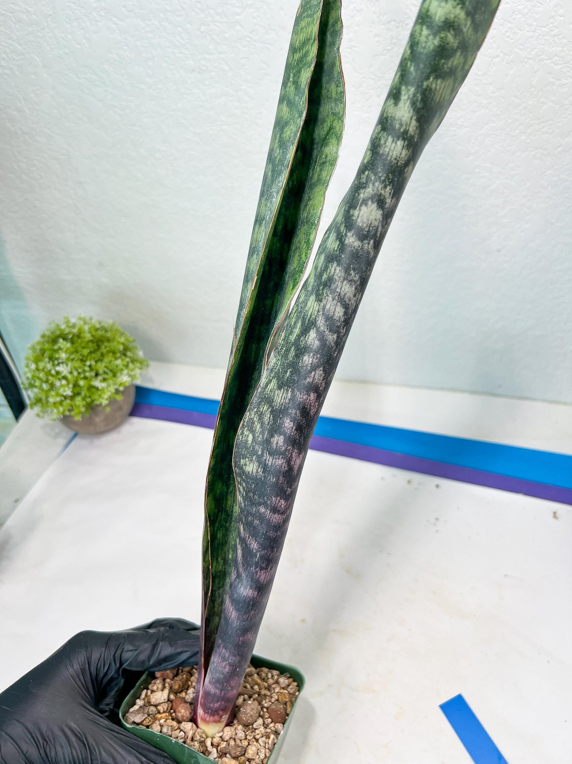 Sansevieria Mystic Magenta | Imported Plants | Hybrids Plants