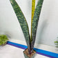 Sansevieria Mystic Magenta | Imported Plants | Hybrids Plants