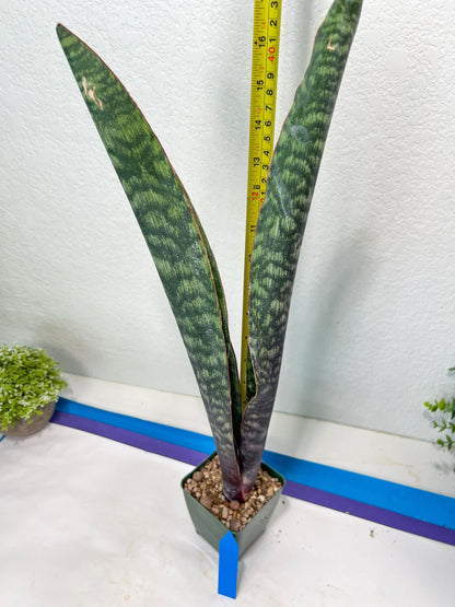 Sansevieria Mystic Magenta | Imported Plants | Hybrids Plants