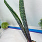 Sansevieria Mystic Magenta | Imported Plants | Hybrids Plants
