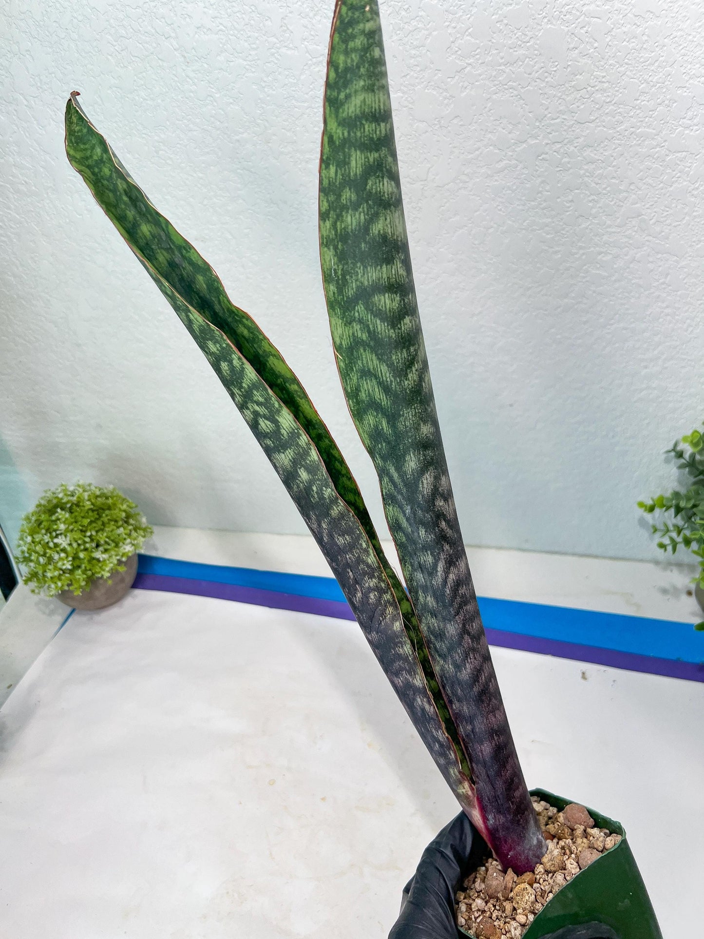 Sansevieria Mystic Magenta | Imported Plants | Hybrids Plants