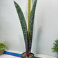 Sansevieria Mystic Magenta | Imported Plants | Hybrids Plants