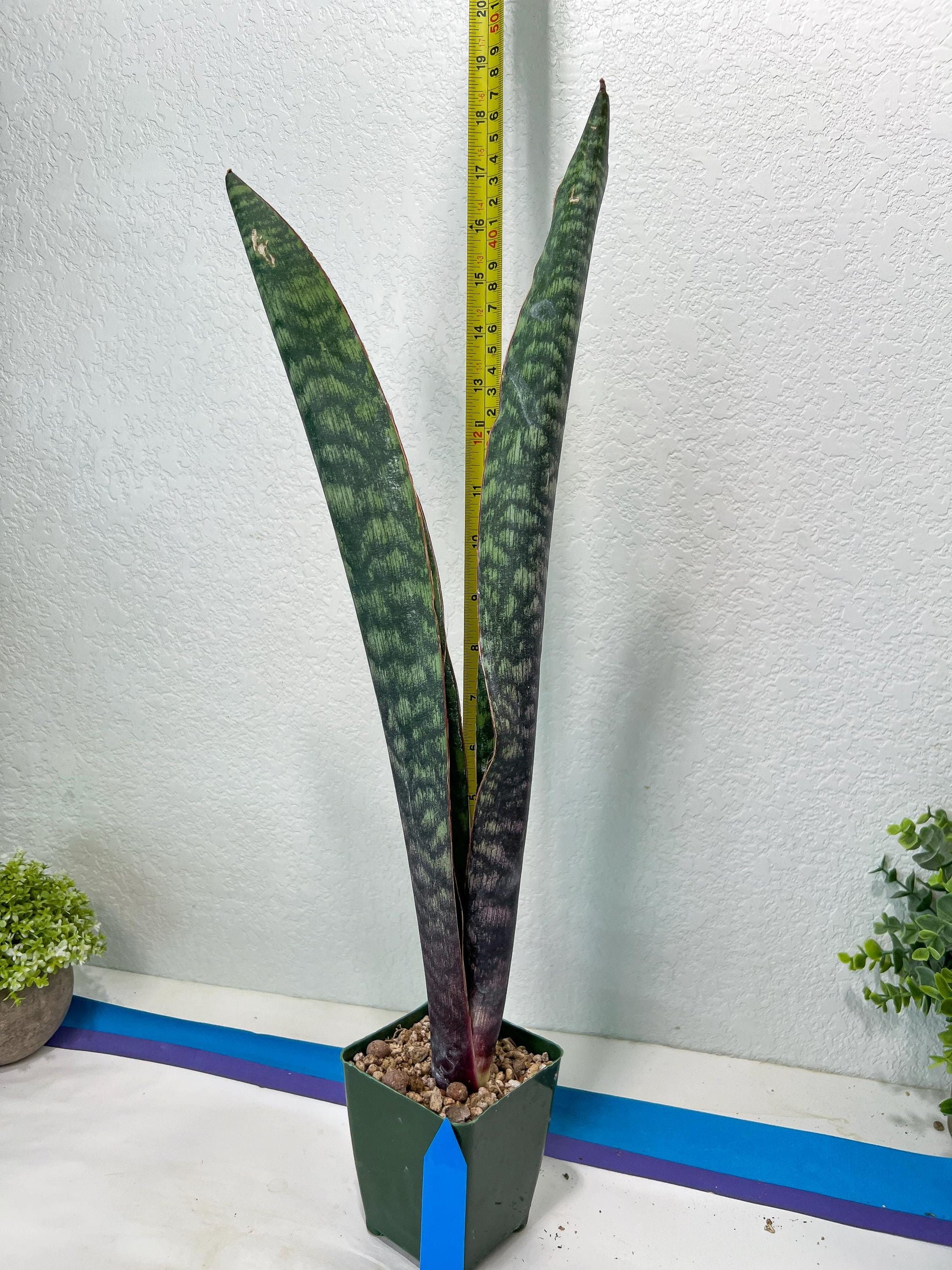 Sansevieria Mystic Magenta | Imported Plants | Hybrids Plants