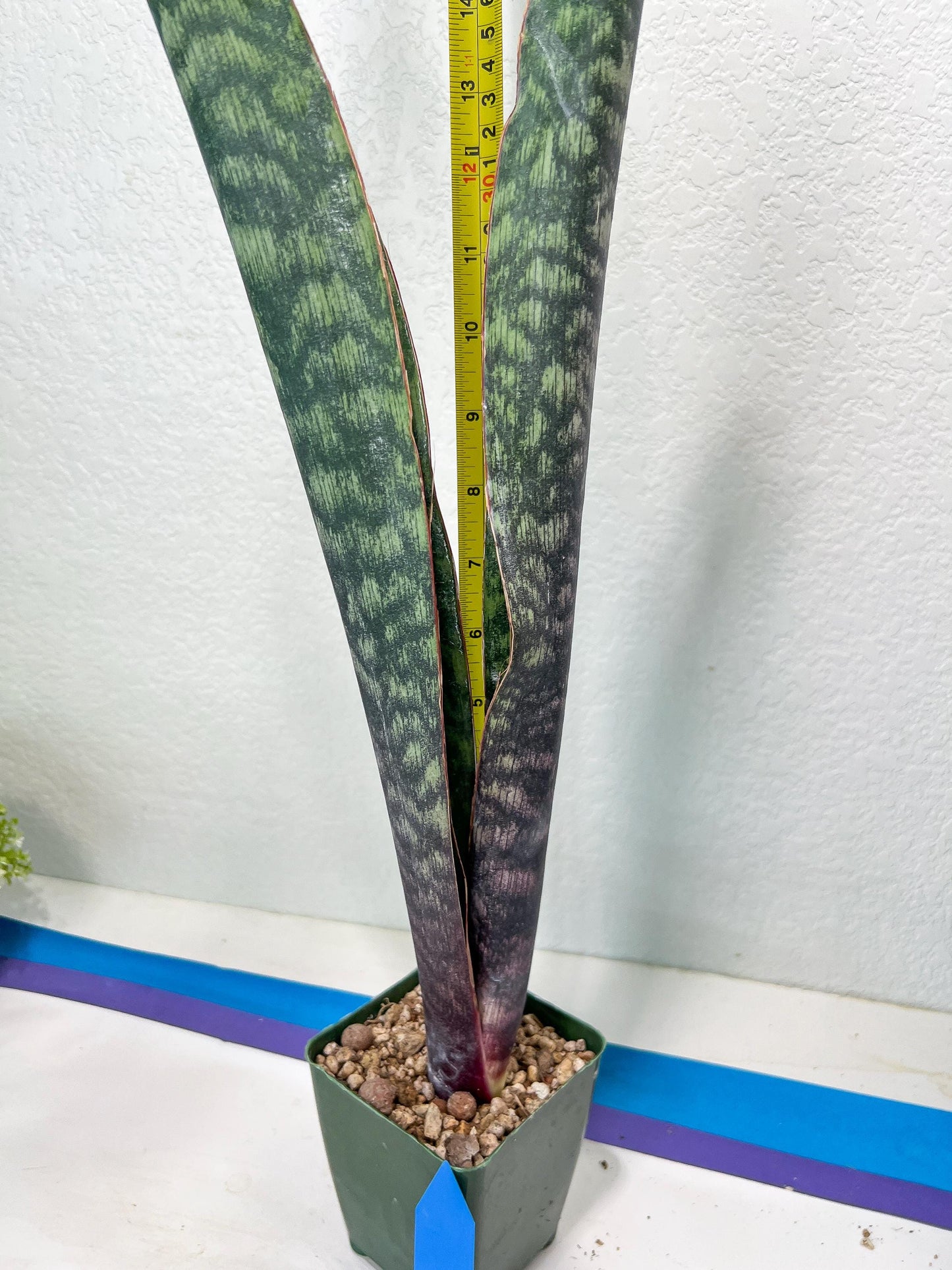 Sansevieria Mystic Magenta | Imported Plants | Hybrids Plants