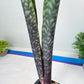 Sansevieria Mystic Magenta | Imported Plants | Hybrids Plants