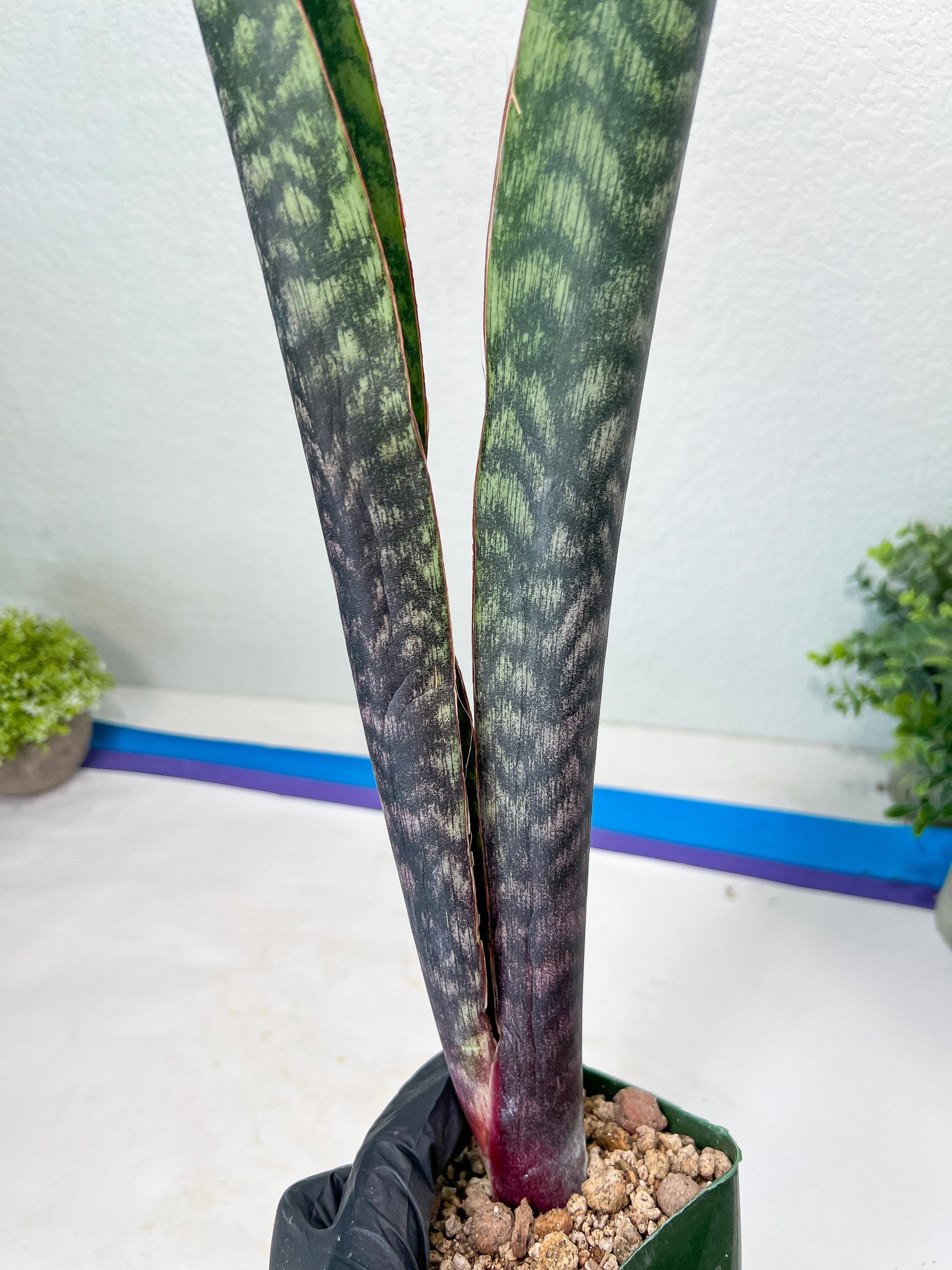 Sansevieria Mystic Magenta | Imported Plants | Hybrids Plants