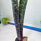 Sansevieria Mystic Magenta | Imported Plants | Hybrids Plants