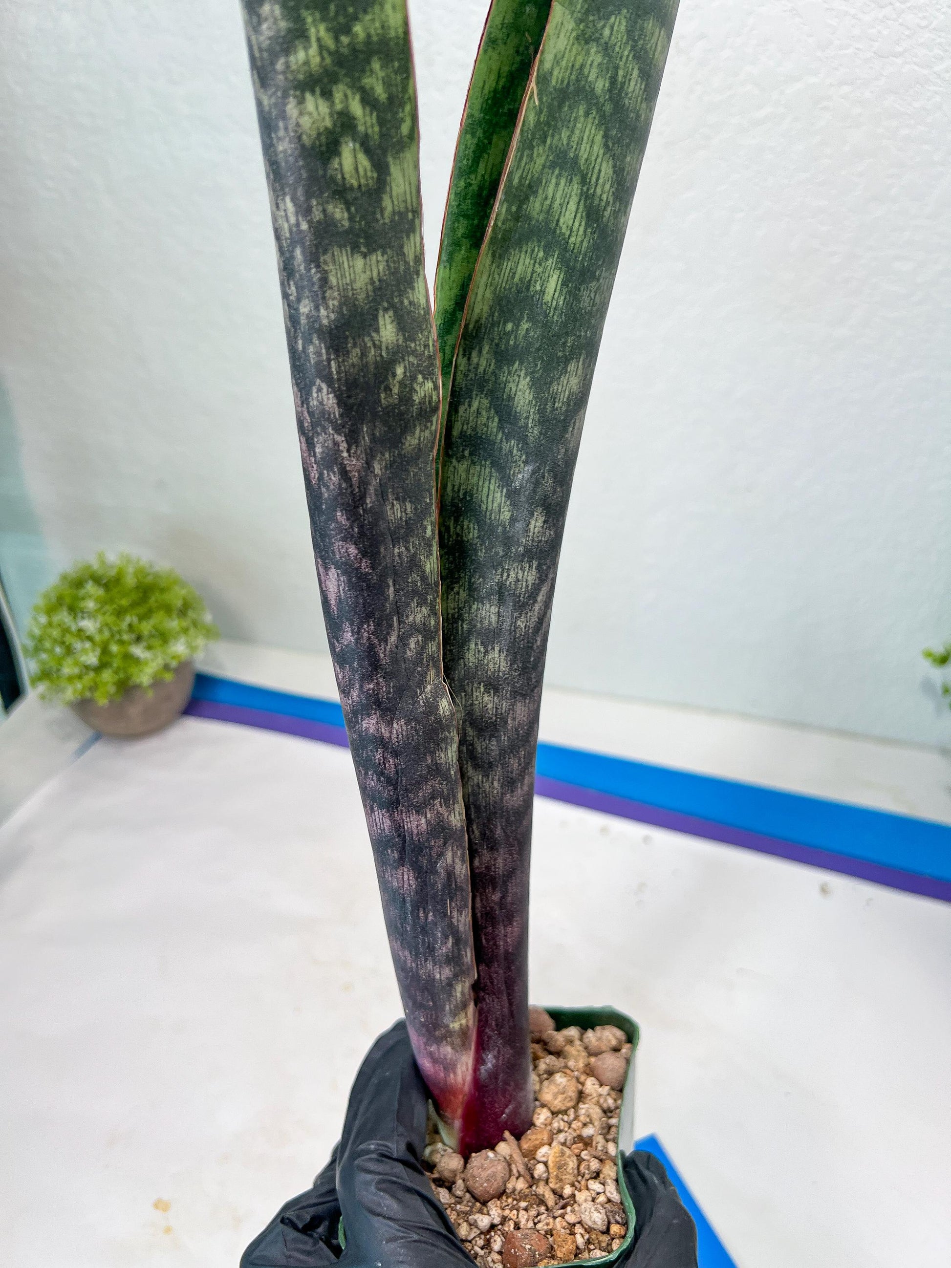 Sansevieria Mystic Magenta | Imported Plants | Hybrids Plants