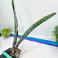 Sansevieria lila kniv Type 3 | Imported Plants | Hybrids Plants