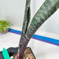 Sansevieria lila kniv Type 3 | Imported Plants | Hybrids Plants