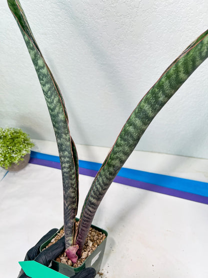 Sansevieria lila kniv Type 3 | Imported Plants | Hybrids Plants
