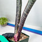 Sansevieria lila kniv Type 3 | Imported Plants | Hybrids Plants