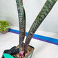Sansevieria lila kniv Type 3 | Imported Plants | Hybrids Plants