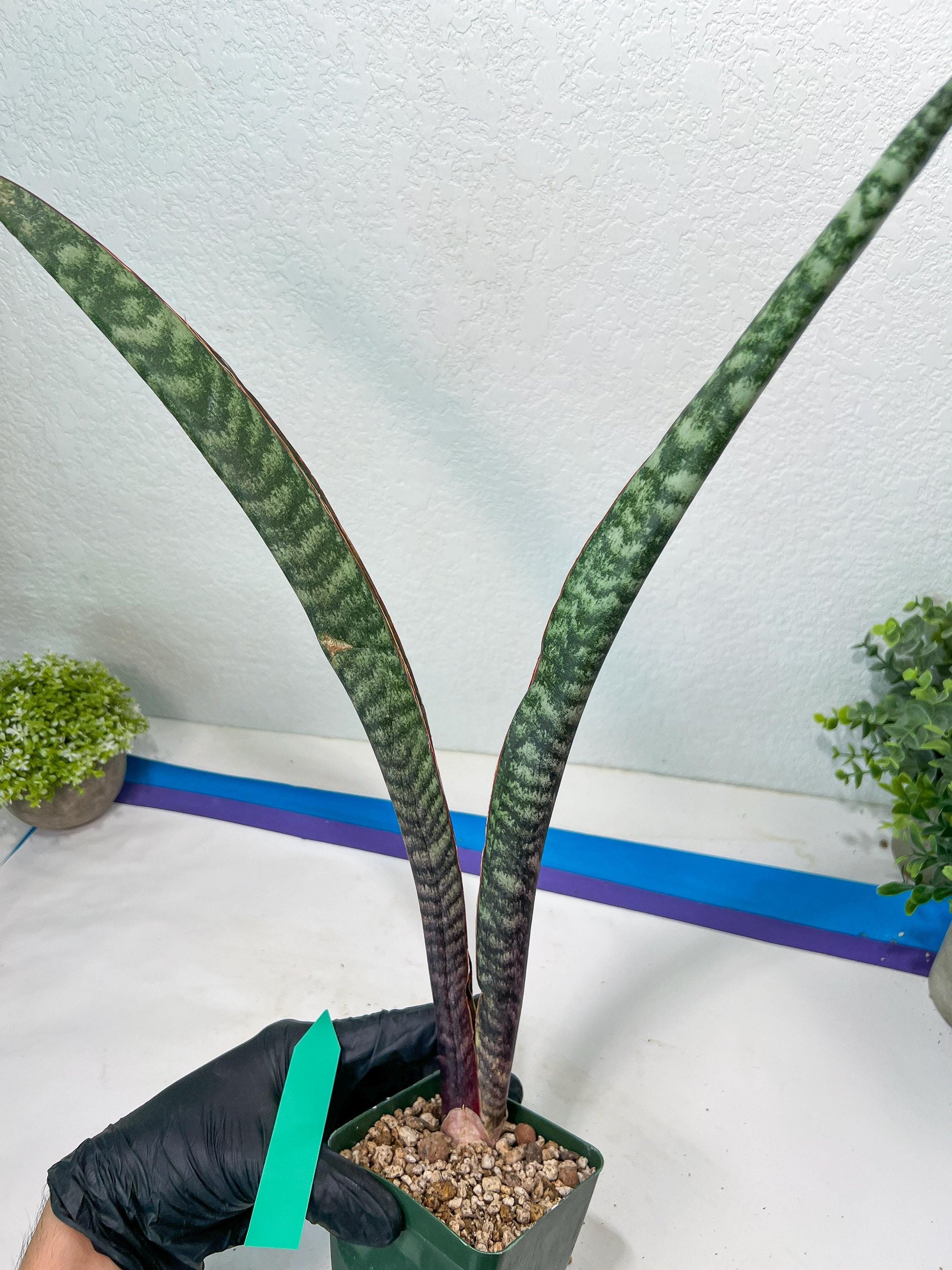 Sansevieria lila kniv Type 3 | Imported Plants | Hybrids Plants