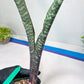Sansevieria lila kniv Type 3 | Imported Plants | Hybrids Plants