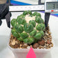 Coryphantha Elephantidens cv. Inermis | Imported Plants | Not Fully Rooted yet