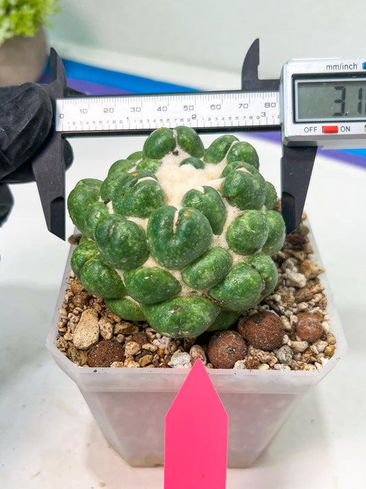 Coryphantha Elephantidens cv. Inermis | Imported Plants | Not Fully Rooted yet
