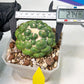 Coryphantha Elephantidens cv. Inermis | Imported Plants | Not Fully Rooted yet
